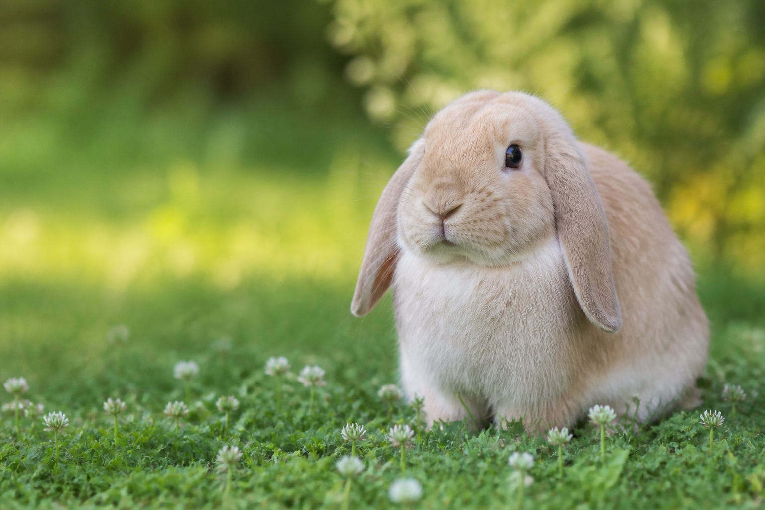 A calm tan and white lop eared rabbit sitting in soft green clover